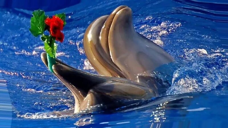 19 Февраля Всемирный день защиты морских млекопитающих. 19 Февраля Всемирный день китов и морских млекопитающих. День защиты китов 19 февраля. День морских млекопитающих 19 февраля.