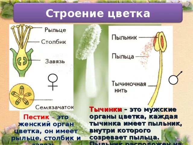 Строение пестика и тычинки. Пыльник тычиночная нить рыльце. Тычинки пестик пыльца. Рыльце пыльник столбик завязь. Клетка которая образует завязь