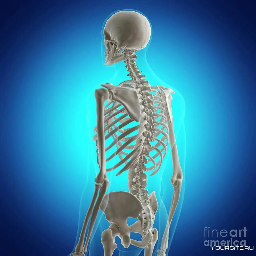 Скелет человека Pazvanochnik. Скелет человека pozvonochnik. Скелет позвоночника человека. Скелет человека со спины.