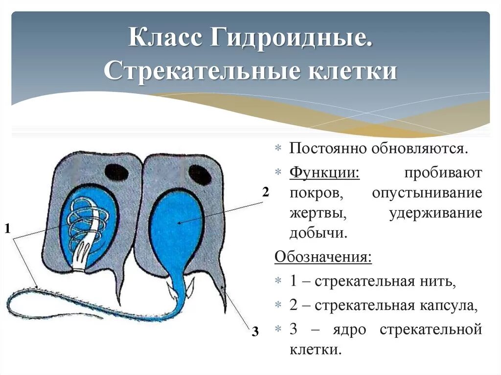 Стрекательные клетки находятся у гидры в. Стрекательные клетки функции. Стрекательные клетки гидры функции. Принцип работы стрекательных клеток. Стрекательные клетки кишечнополостных.