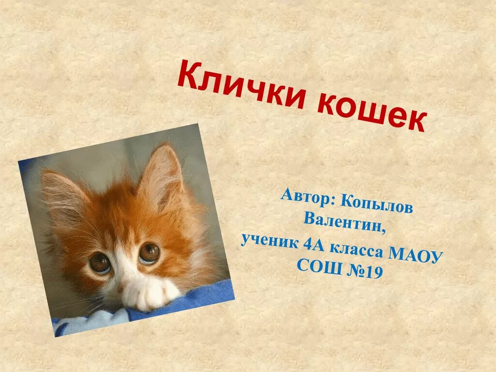 Дай имя кошки. Клички для кошек. Имена для кошек. Имена для котят мальчиков. Имена для кошек девочек.