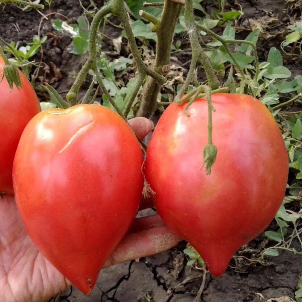 Томат японский краб 20шт. Сорт томата японка. Томат японская кисть. Японские томаты. Томат японка описание сорта характеристика и отзывы.