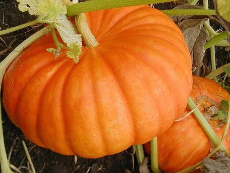 Тыква сорта характеристика сорта. Тыква мускатная медовая. тыква твердокорая кустовая оранжевая. семена тыква сибирский гигант. тыква хани нат.