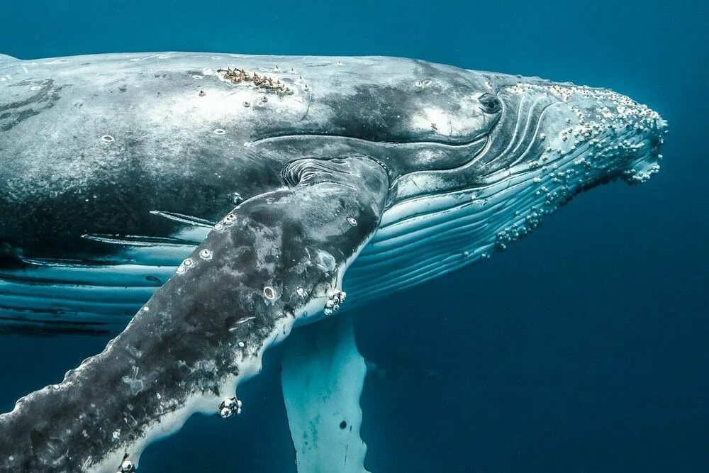 Киты атлантического океана. Серый горбатый кит. Горбач горбатый кит. Анатомия горбатого кита. Синий кит блювал.