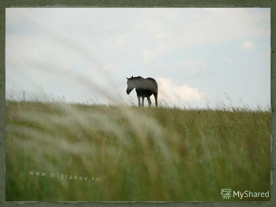 Любэ - конь (выйду ночью в поле с конем). Полю полю конем мы идем видео. Полю полю конем мы идем видео. По полю с конем. Мы с конем.