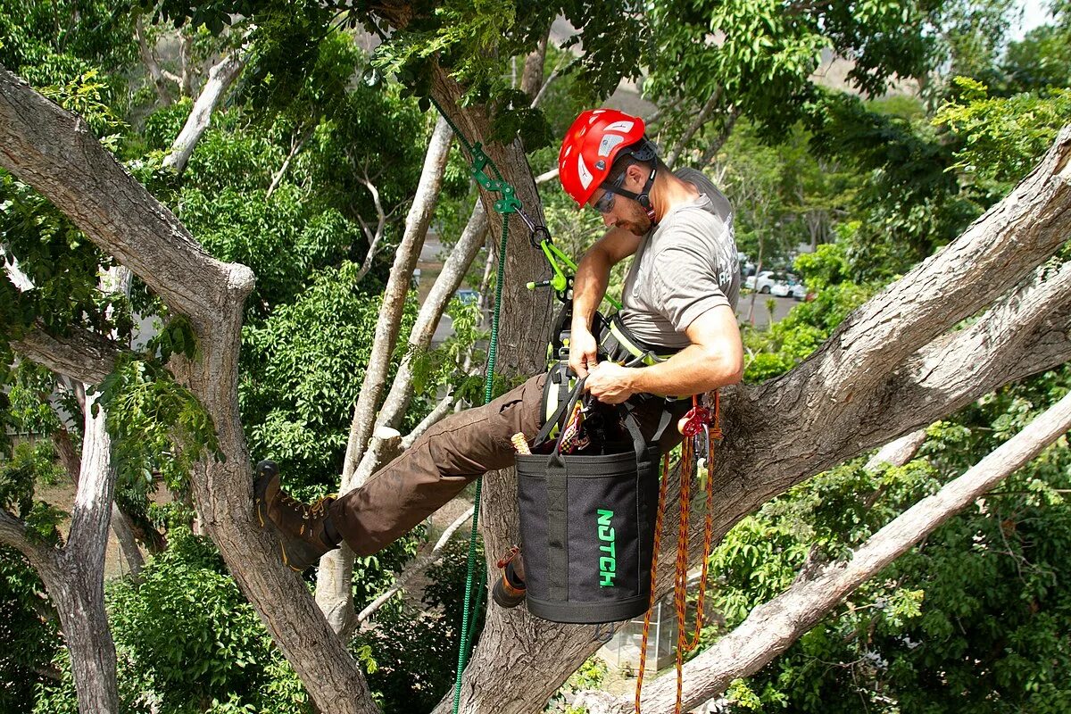 I climb trees. Американские арбористы. древолазание. climbing arborist. каска арбориска.