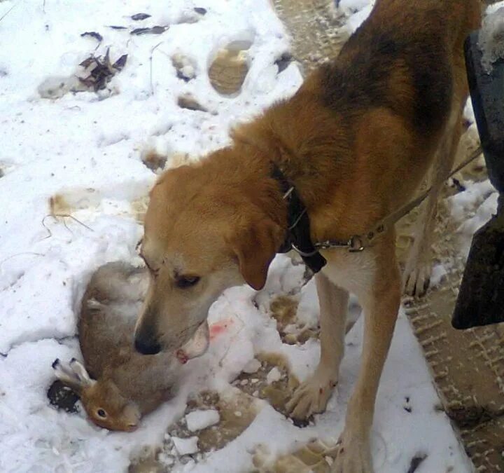 Купить гончую русскую рабочую свежие объявления