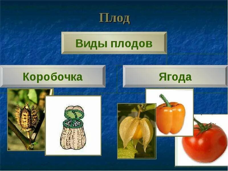 Название плодов пасленовых. Семейство пасленовые плод. семейство пасленовые плод коробочка. плод ягода пасленовые. типы плодов пасленовых.