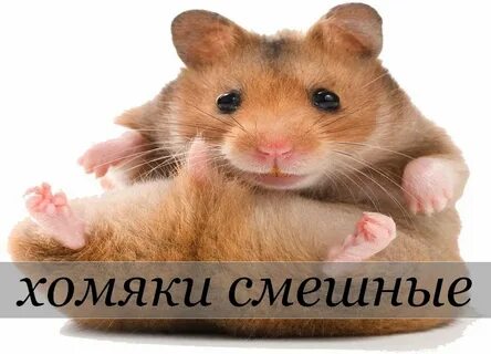Картинки хомяка мем