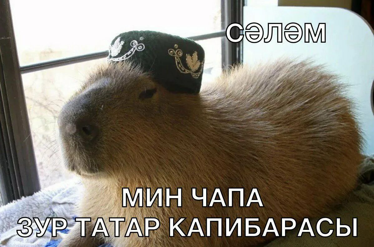 Сообщество Steam :: Руководство :: Топ 10 капибар