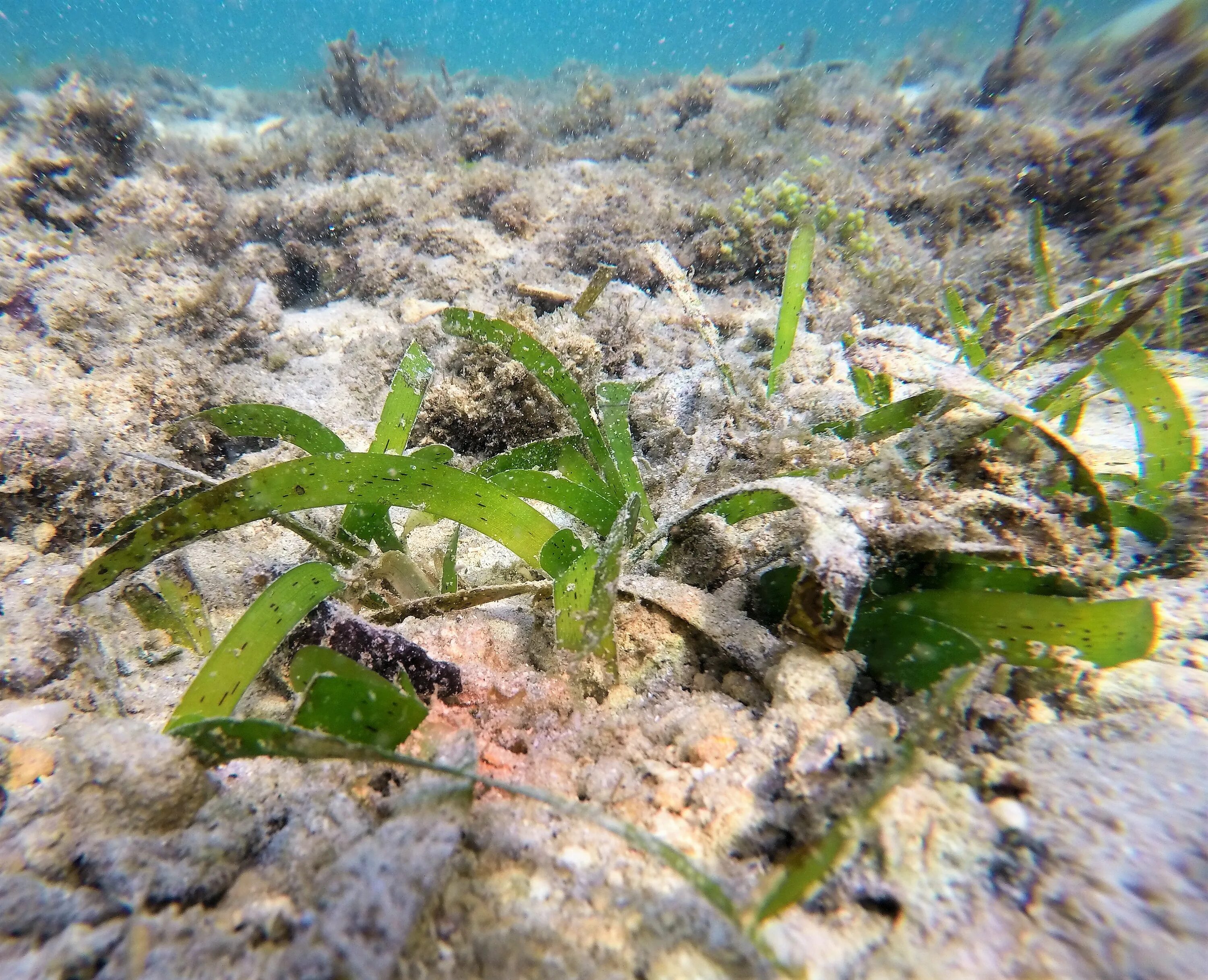 Водоросли распространены. Thalassia testudinum. Thalassia hemprichii. Листья водорослей. Талассия черепаховая.