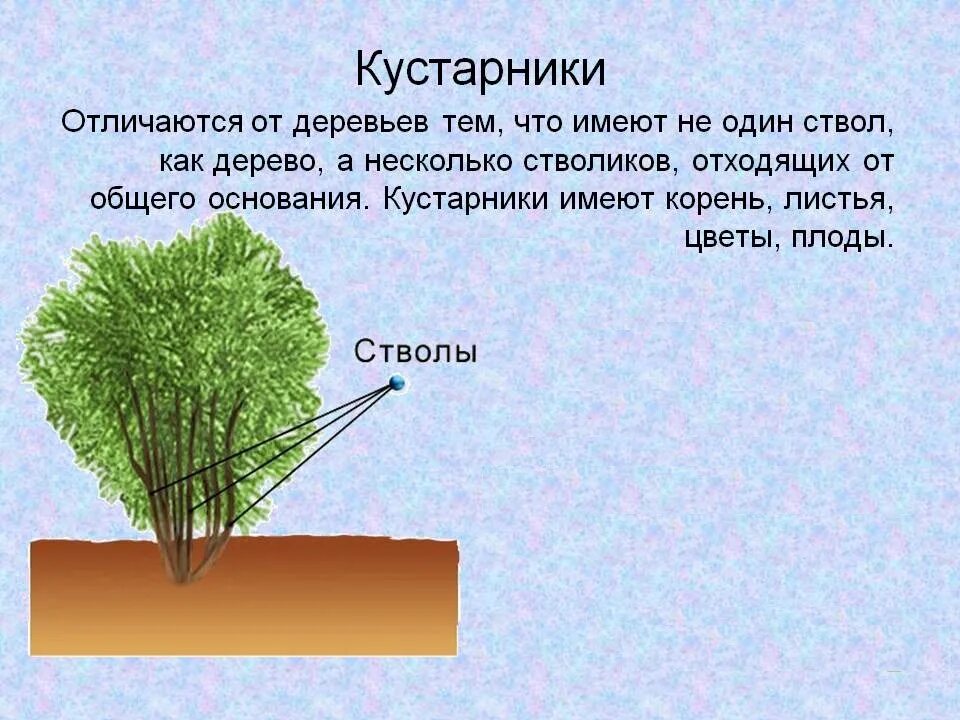 Виды ствола растений. Строение куста. Строение кустарника. Отличие дерева от кустарника. Части кустарника для дошкольников.