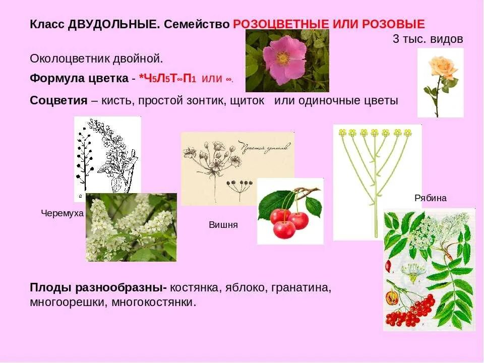 Соцветие двудольных растений. Двудольные розоцветные растения. сорные розоцветные растения. семейство розоцветные семейство. розоцветные соцветие и плод.