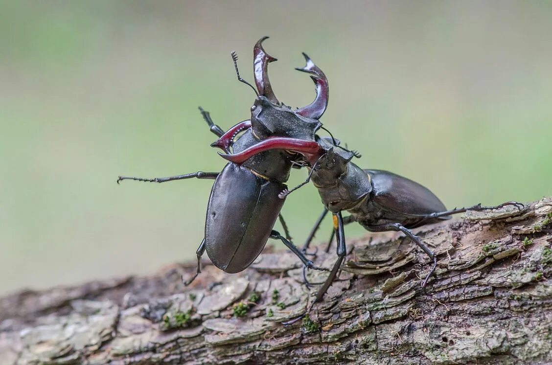 Жук Рогач. Жук-олень (Lucanus Cervus). Жук Рогач самка. Жук олень Рогач. Жуки купить живые