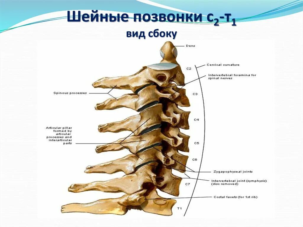 Характеристики позвонков шейного отдела. Расположение 1 шейный позвонок. Позвоночник шейный тдел анатомия. 1 И 2 шейные позвонки. С6 шейного отдела позвоночника.