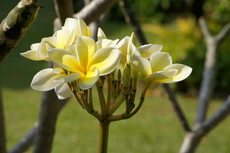 магнолия тайланд. цветок лилавади тайский. цветы тая. тай деревья с белыми цветами. цветы тая.