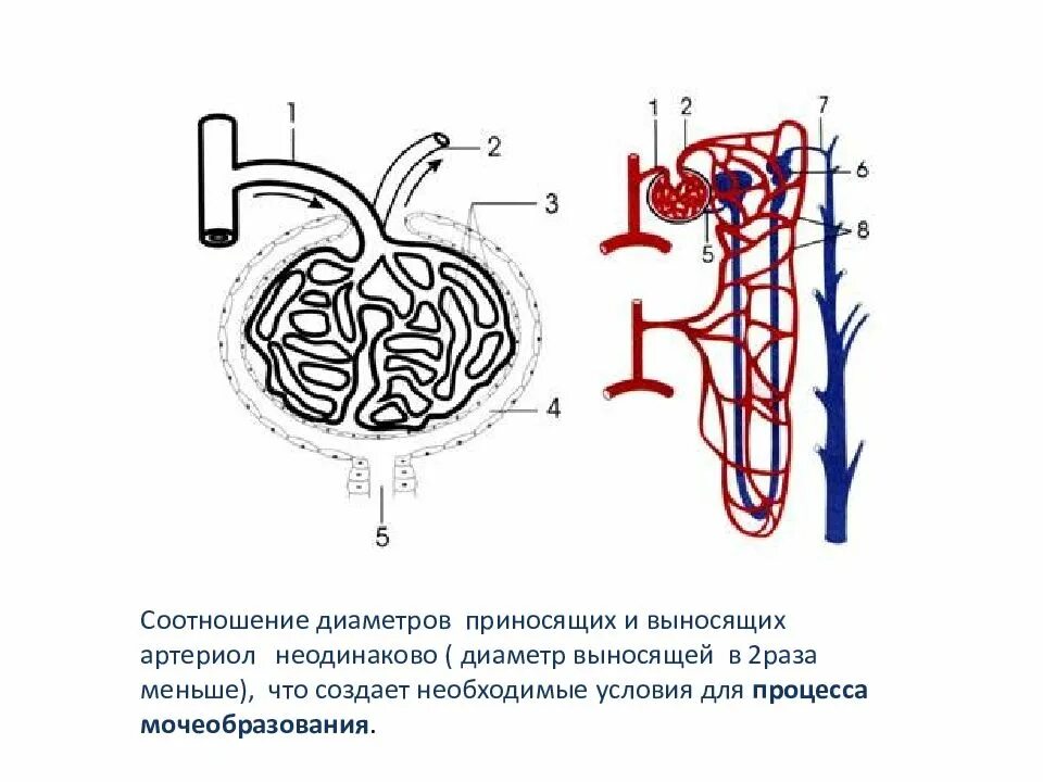 Строение нефрона 7. Нефрон почки гистология. Почечное тельце нефрона. Артериола нефрона. Капсулы нефронов находятся в мозговом