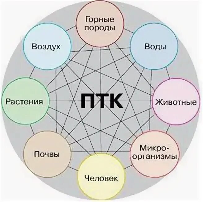 Перечислить природные компоненты. Схема природного территориального комплекса. природные компоненты. компоненты природно территориального комплекса. схема природных компонентов.