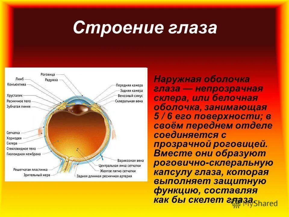 Элементы зрения строение функции. Строение роговицы оболочки глаза. Таблица"строение глаза" (оболочки, строение, функции). Хрусталик стекловидное тело их строение функции. Строение глаза роговица хрусталик.