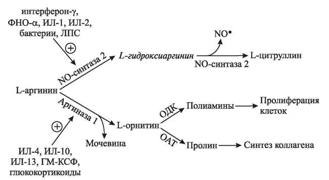 Образование no из аргинина. No-синтазы. No-синтаза структура. No-синтаза классификация. Активация макрофагов