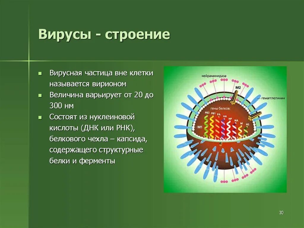 Вирусы состоят из нуклеиновой кислоты. Клеточная структура вируса. Строение вируса 5 класс биология. Строение вирусов клетки Вирион. Особенности строения вирусов биология.