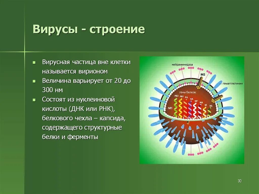 Каково строение вируса кратко. Клеточная структура вируса. Строение вируса 5 класс биология. Строение вирусов клетки Вирион. Особенности строения вирусов биология.