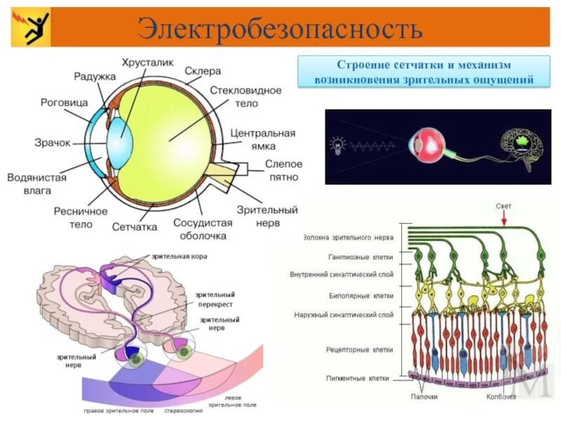 Формирование зрительного ощущения