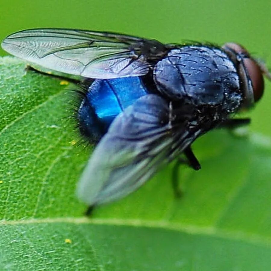 Падальная Муха Calliphora. Черноголовая синяя Муха. Синяя мясная Муха Calliphora. Муха черноголовая.