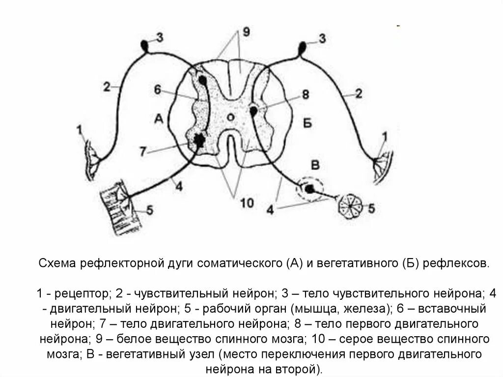 Строение рефлекторной дуги рисунок. Схема строения дуг соматического и вегетативного рефлексов. Схемы структуры рефлекторной дуги. Схема строения рефлекторной дуги ВНС. Схема дуги соматического спинального рефлекса.