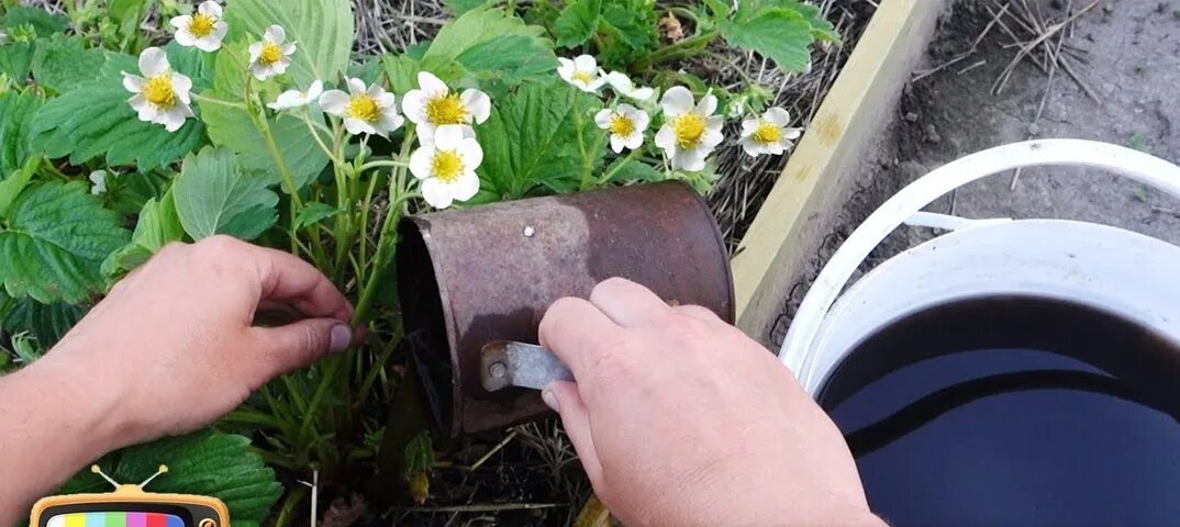 Подкормка клубники во время бутонизации и цветения. Полив клубники под корень. Калийное удобрение для клубники во время цветения. Подкормка рассады земляники выращенной из семян.