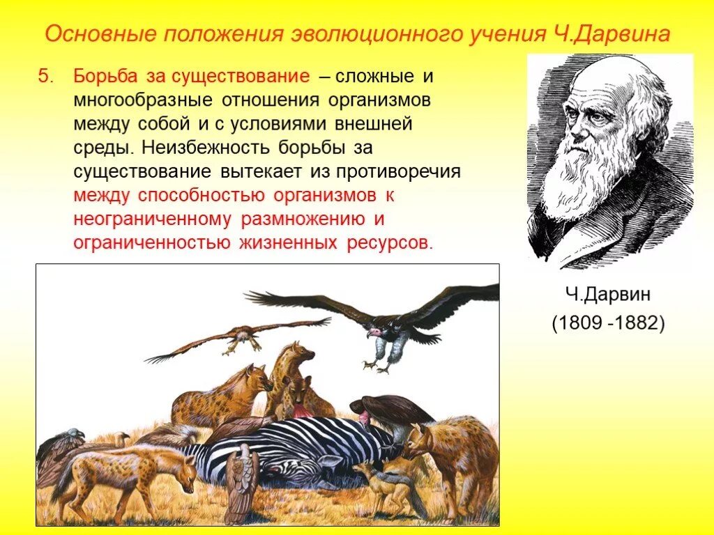 Теория Дарвина механизм эволюции. Борьба за существование ч Дарвин. Основная мысль теории Дарвина. Теория Дарвина борьба за существование.