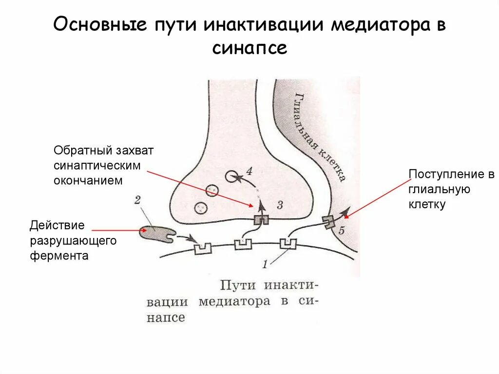 Синтез медиатора осуществляется. Синапс медиаторы обратный захват. основные механизмы инактивации медиаторов. синаптическая щель механизм инактивации медиатора. основные пути инактивации медиатора в синапсе.