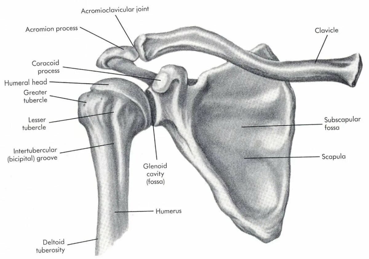 Соединения костей плечевого пояса. Плечевой сустав анатомия строение кости. Плечевой пояс лопатка ключица. Лопатка ключица плечевая кость. Акромион и клювовидный отросток.