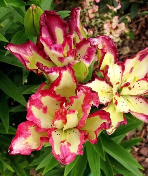 Lilys double