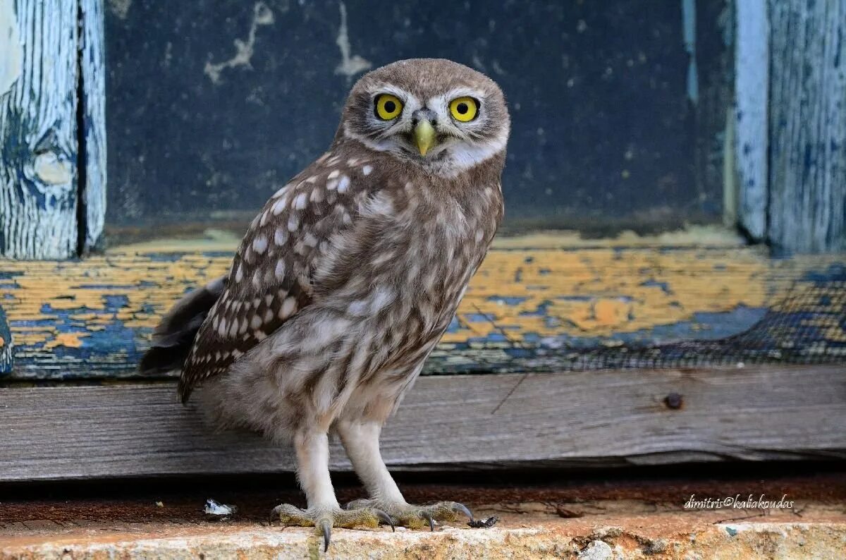 Мохноногий Сыч. Домовый Сыч. Сыч домовый (Athene Noctua SCOP.). Обыкновенный Домовой Сыч.