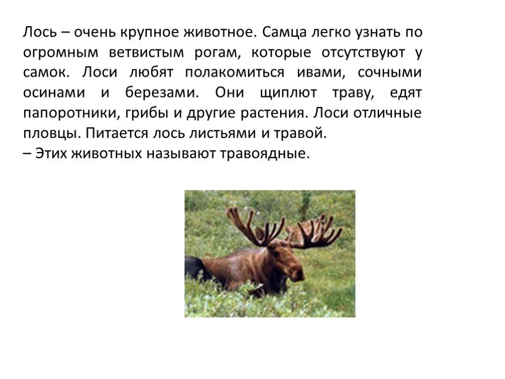 Рассказ про лося. Лось описание животного. Лось презентация. Лось доклад. Рацион лосей