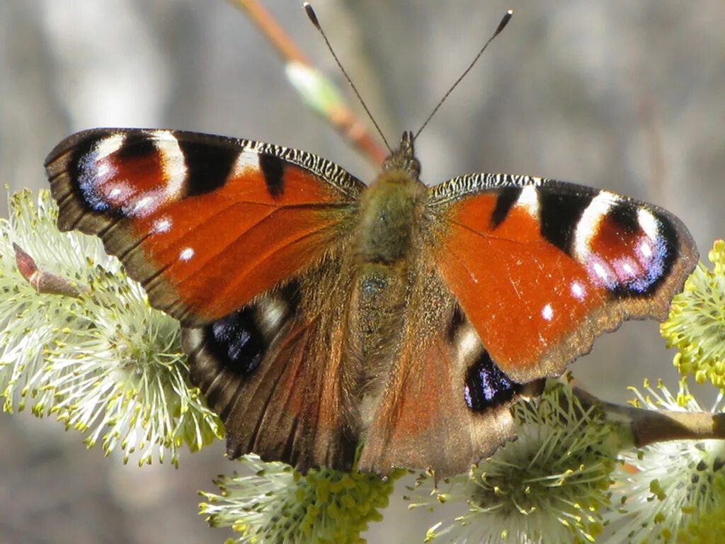 Первая бабочка весной фото. Бабочка Адмирал и павлиний глаз. Бабочки траурница и павлиний глаз. Павлиний глаз (бабочка). Яйца бабочки павлиний глаз.