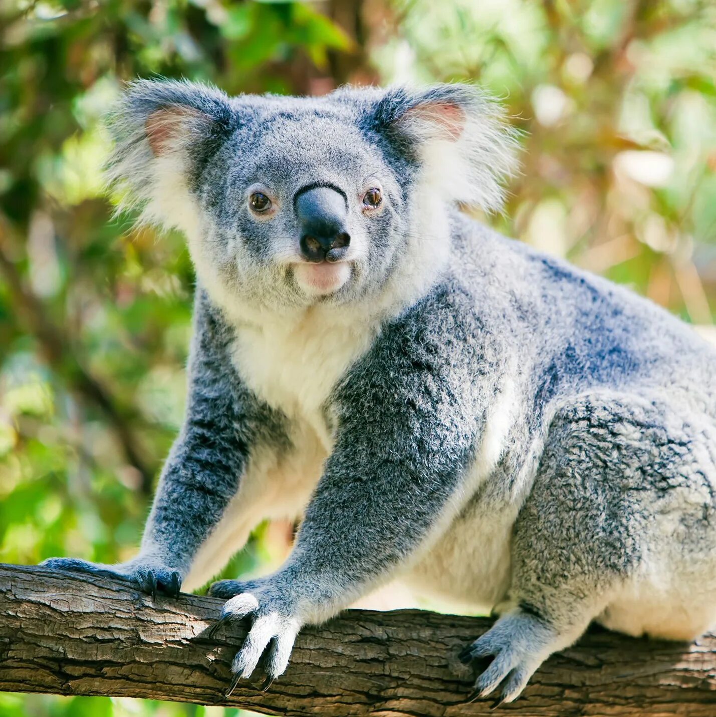 Дзерен. Жирафа окапи. Кольцехвостый мунго. Коала сбоку. Окапи в африке.