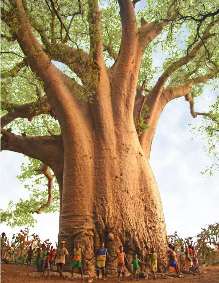Толстое дерево 6. Баобаб Адансония. Баобаб Африканский Ботаническая. Баобаб Тайланд. Баобаб в саванне.