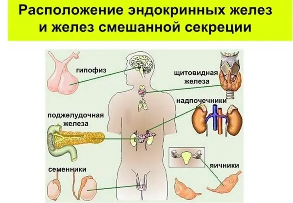 Какая эндокринная железа изображена на рисунке. Функции эндокринная система железы внутренней секреции. Железы внутренней секреции и смешанной секреции. Эндокринные железы схема. Эндокринная система железы секреции.