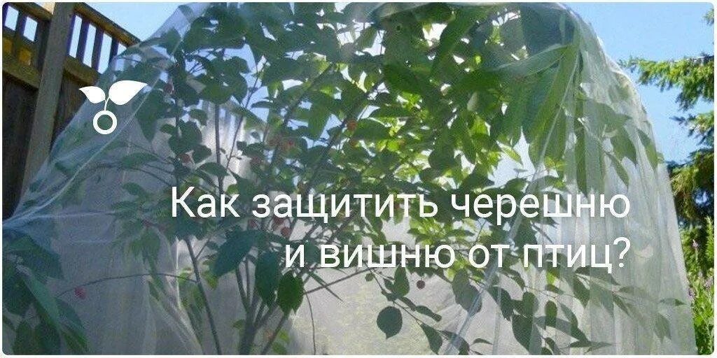 Как закрыть черешню. Защита черешни от птиц. защита вишни от птиц. как защитить черешню от птиц. укрытие черешни от птиц.
