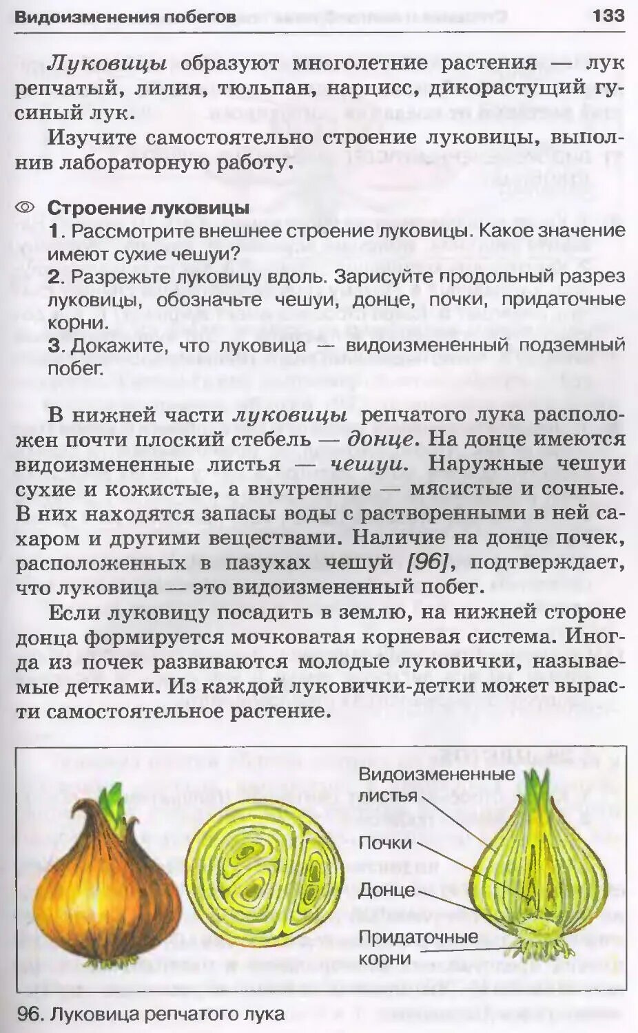 Какого значение сухих чешуек луковицы. Сухие чешуи луковицы. строение луковицы репчатого лука. какое значение имеют сухие чешуи у луковицы. сухие чешуи луковицы их значение.