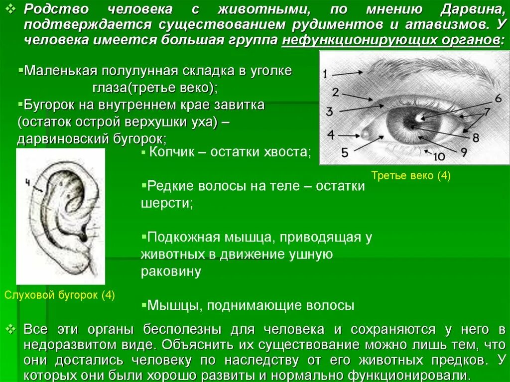 Рудимент третьего века человека. Рудимент третьего века. атавизм третье веко рудимент. рудименты третьего века животных. рудимент третьего века у человека.