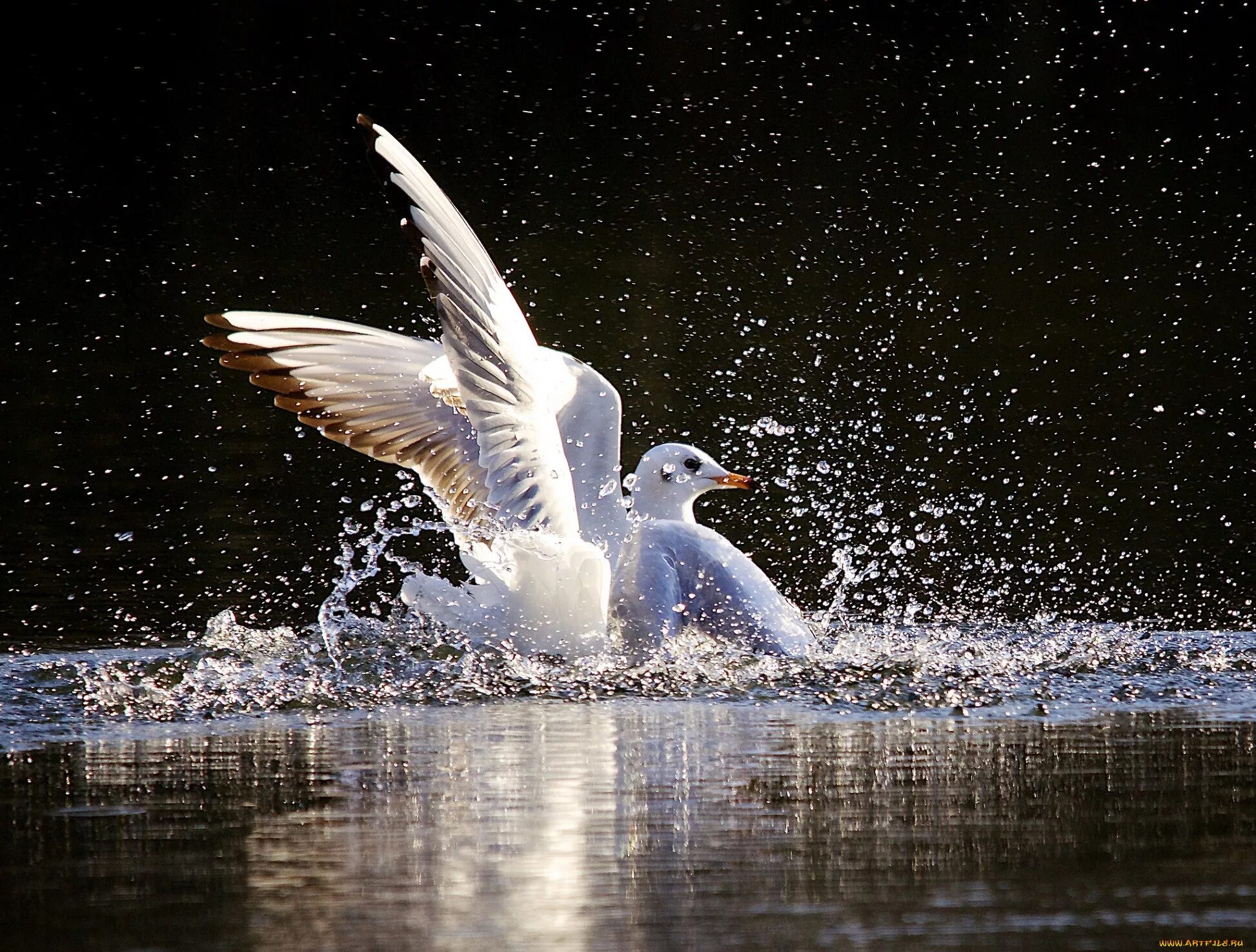 Взлёт птицы с воды. Чайка на воде. Птица из воды. Птица вода брызги.