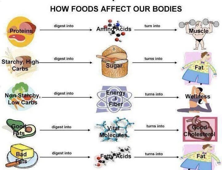 Our bodies our lives. Food & Health английский. Коллаж влияние продуктов на организм. Коллаж влияние продуктов на организм человека по английскому языку. Food Effect.