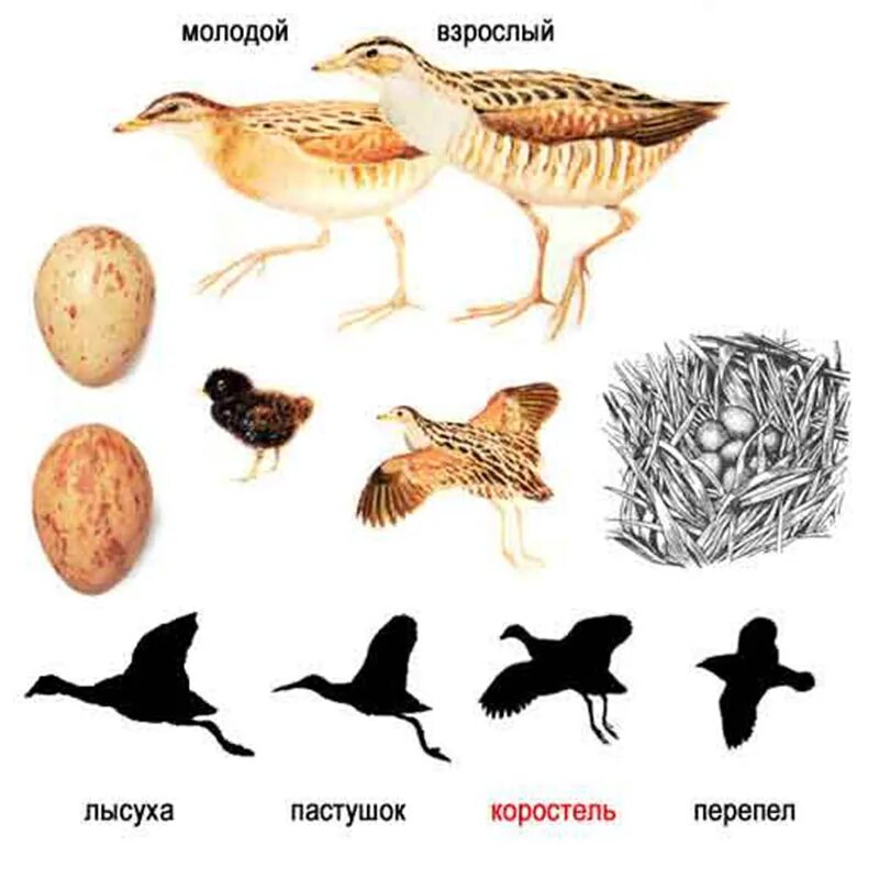 Птица издает крик. Коростель птица охота. Коростель птица звуки. Птица которая издаёт скрипучий крик дёрг-дёрг. Птица Дергач рисунок.