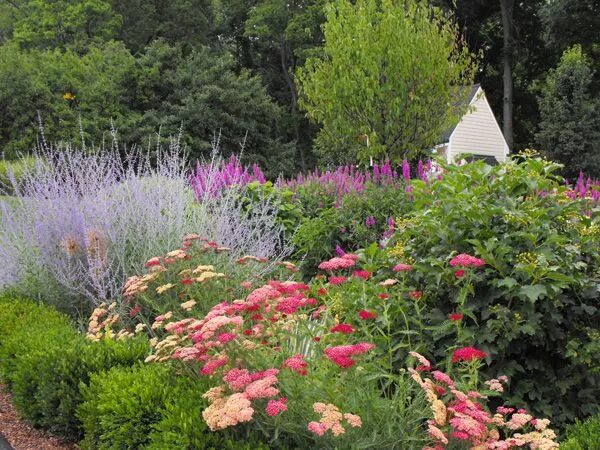 Russian plants. Перовския лебедолистная. Перовския Литтл Спайер. Перовския в розарии. Перовския Блю Спайр с розами.