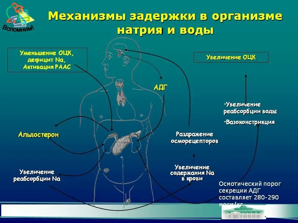 Удаление воды из организма. Механизм задержки воды в организме. Натрий задерживает воду в организме. Натрий и вода в организме. Продукты задерживающие воду в организме.