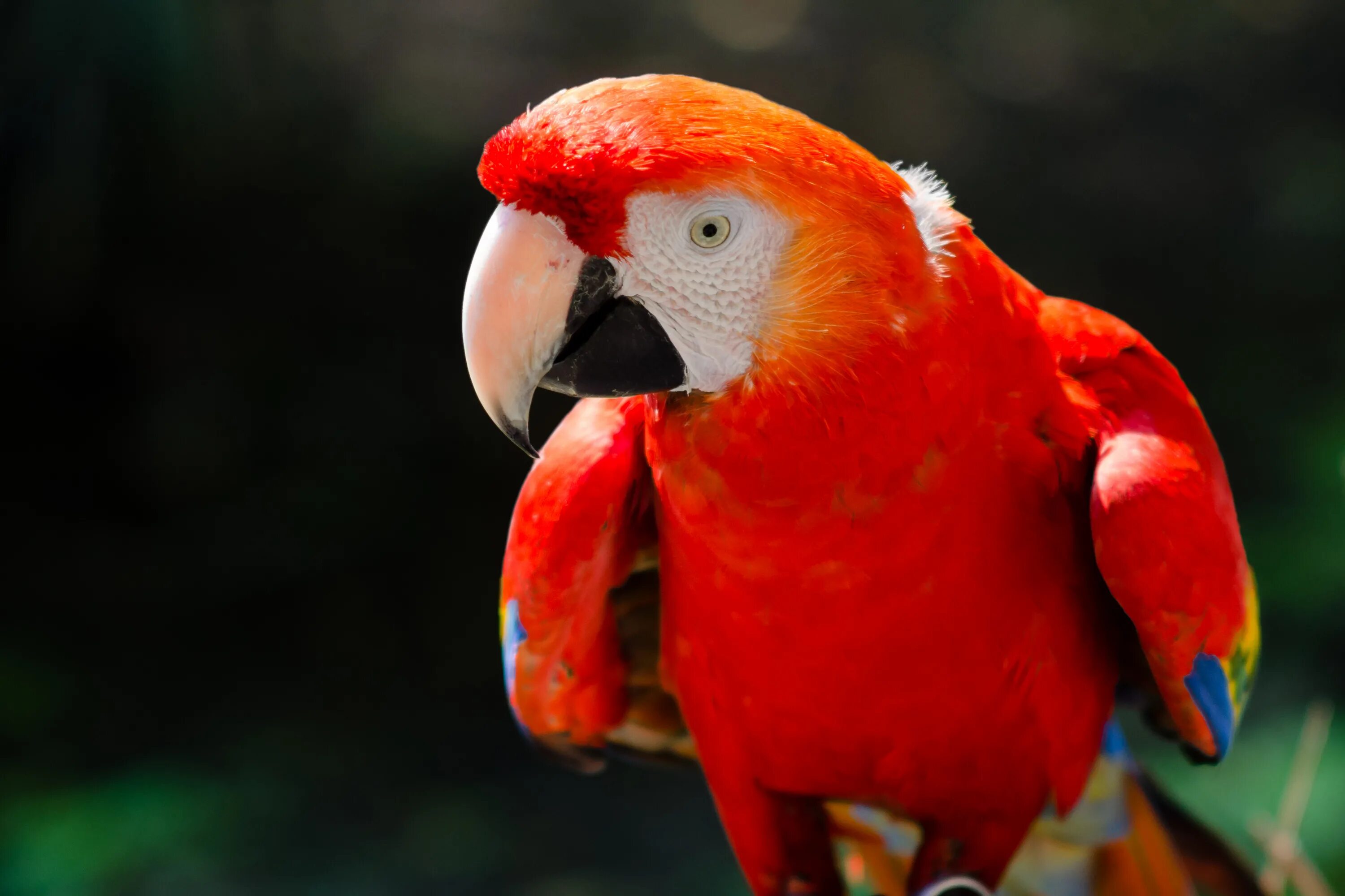 Какаду оранжевый. Попугай ара красный. Попугаи ара яго. Попугаеобразные красный ара. Красный попугай порода.
