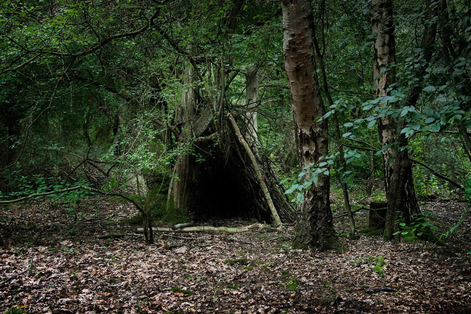 Загадочный район. Ведьмин лес, Девон. Ведьмин лес Девон Англия. Ведьмин лес Брянская область. Ведьмин лес Саратов.